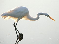 Great Egret